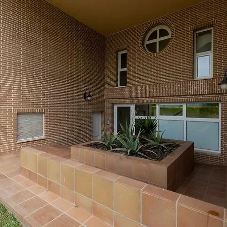 Buganvilla Oliva